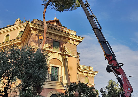 Come si effettua l’abbattimento degli alberi