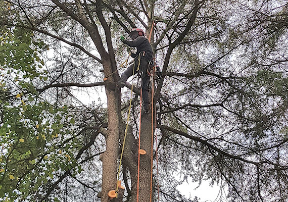 Tree climber Roma