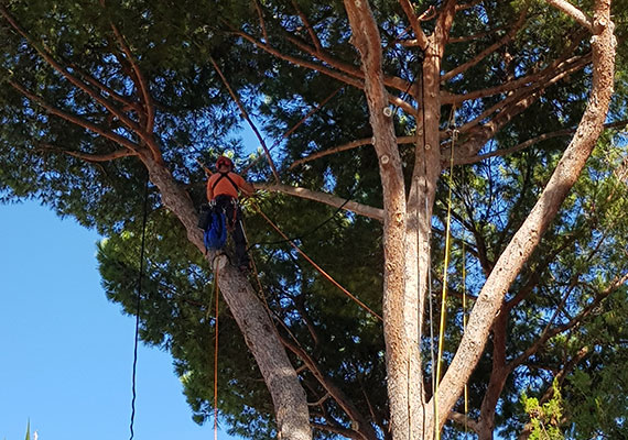 Consolidamento alberi Roma