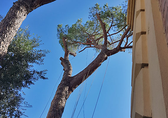 Chi effettua l’abbattimento degli alberi