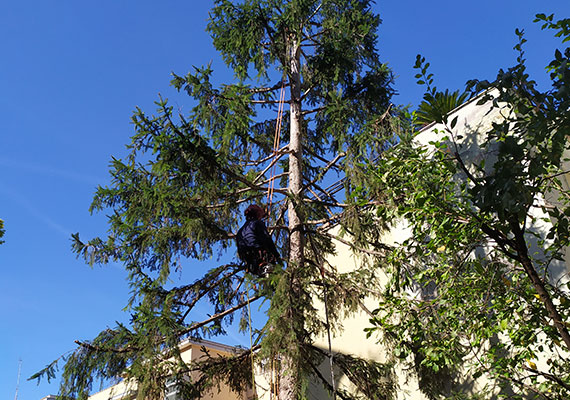 Potatura alberi alto fusto Roma